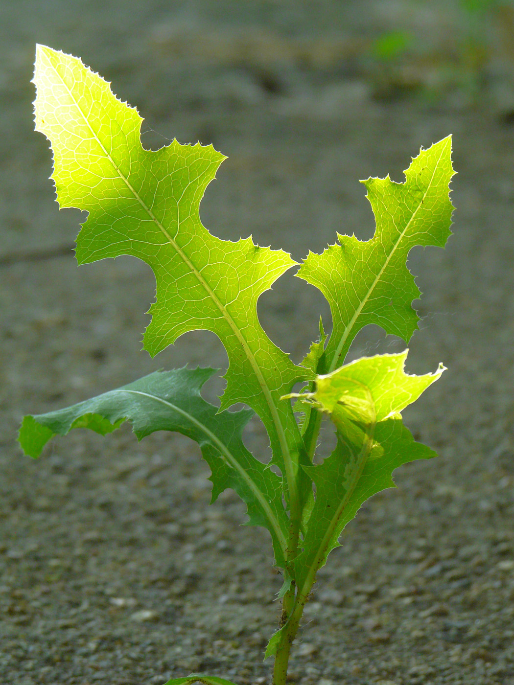 Image of Lactuca serriola specimen.