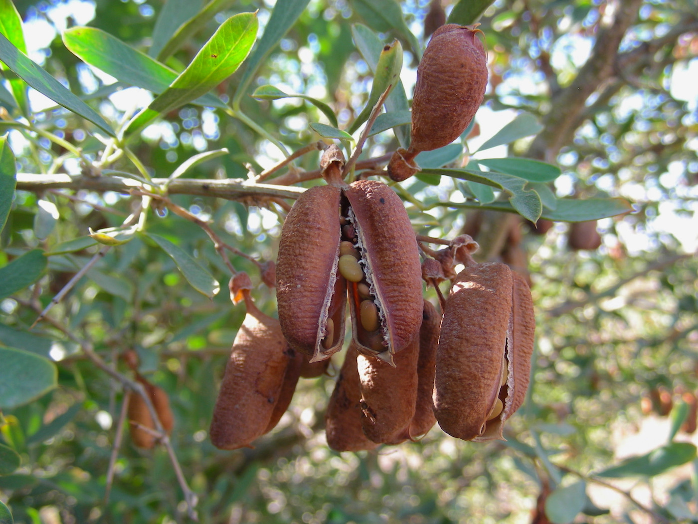 Image of Halimodendron halodendron specimen.