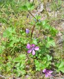 Malva mauritiana