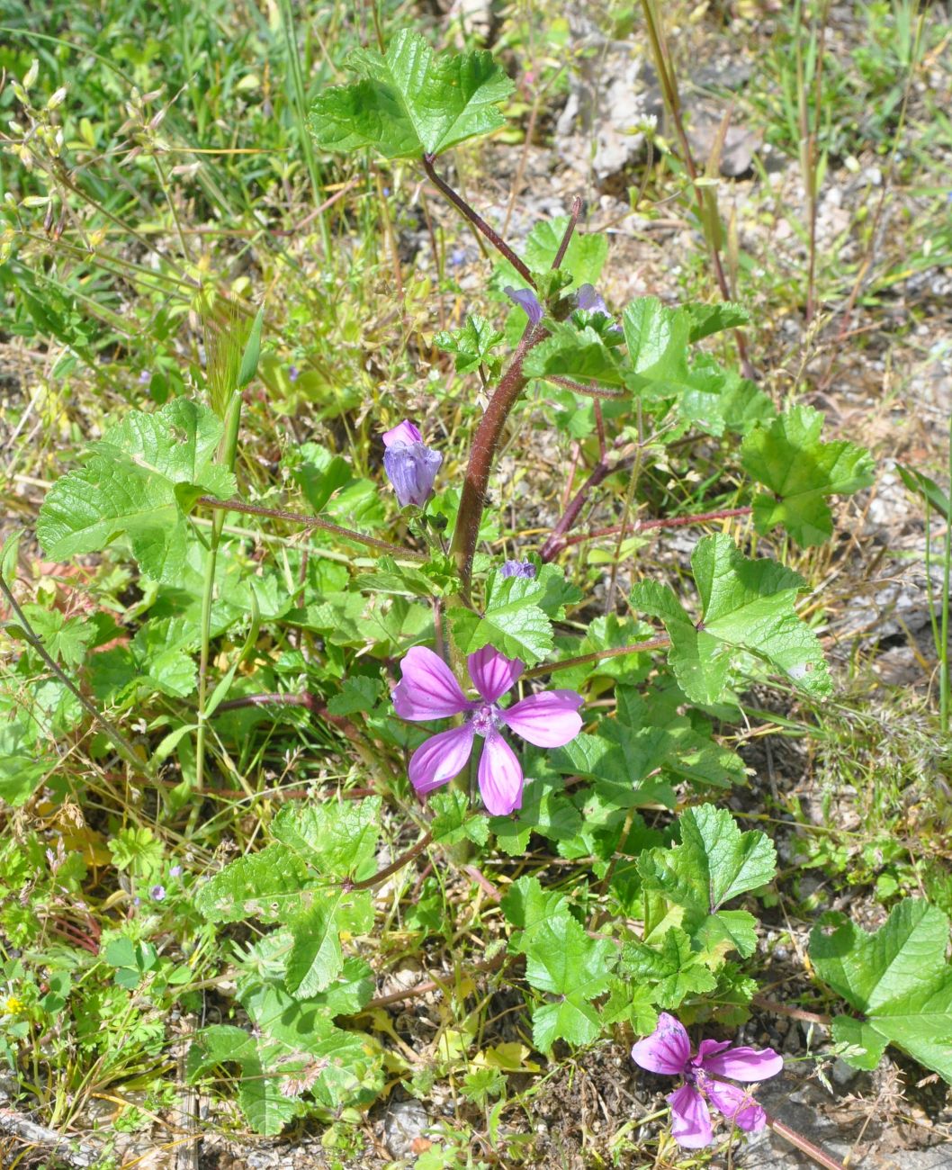 Image of Malva mauritiana specimen.