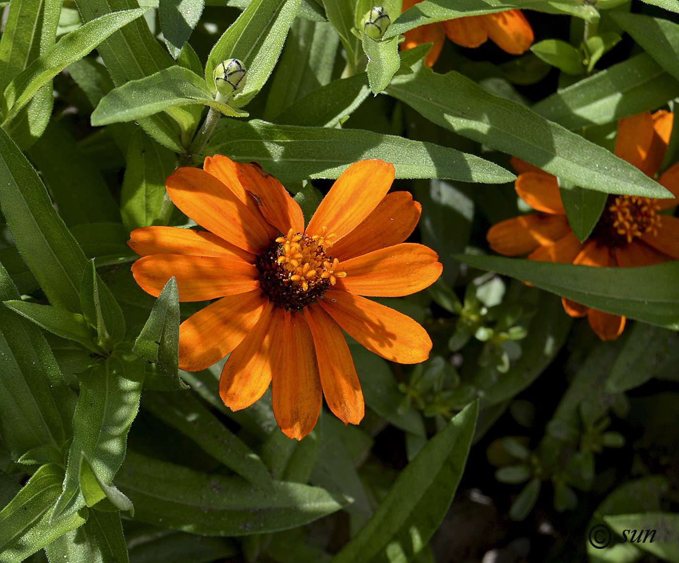 Изображение особи Zinnia angustifolia.