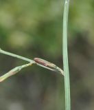 Astartoseris triquetra