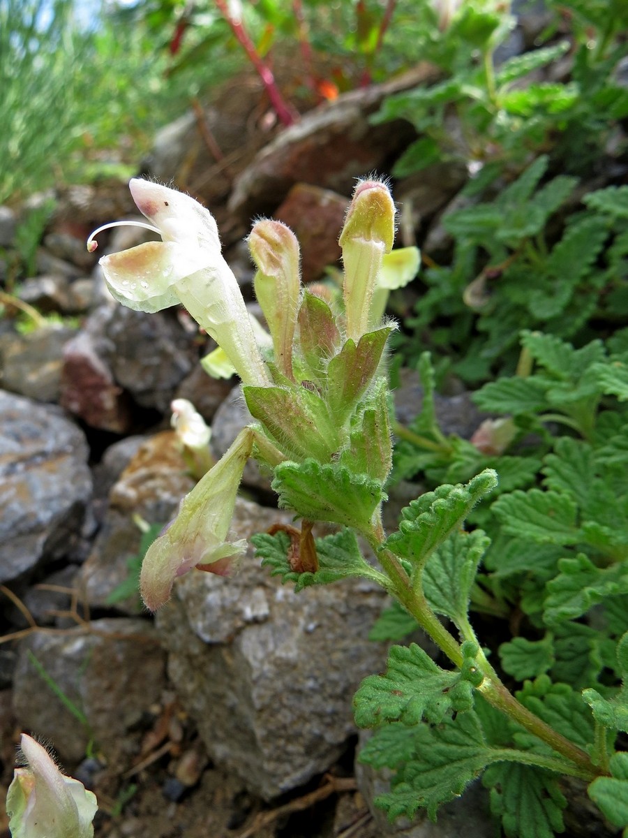 Image of Scutellaria cordifrons specimen.