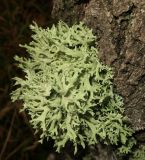 Evernia prunastri