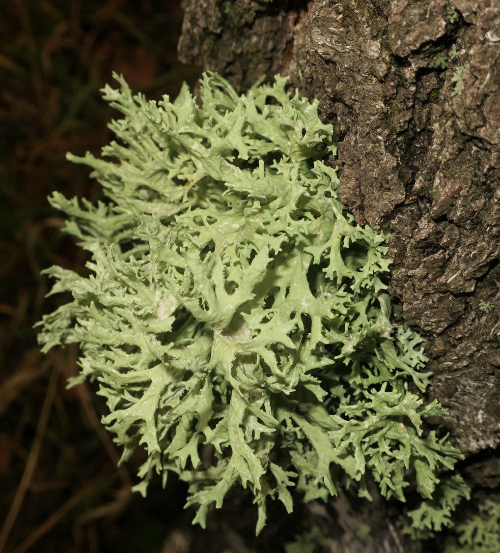 Image of Evernia prunastri specimen.