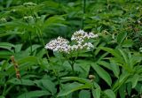Sambucus ebulus. Верхушка побега с соцветием. Сербия, национальный парк Тара, плоскогорье Равна Тара, опушка смешанного леса. 09.07.2019.