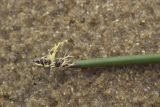Eleocharis kamtschatica