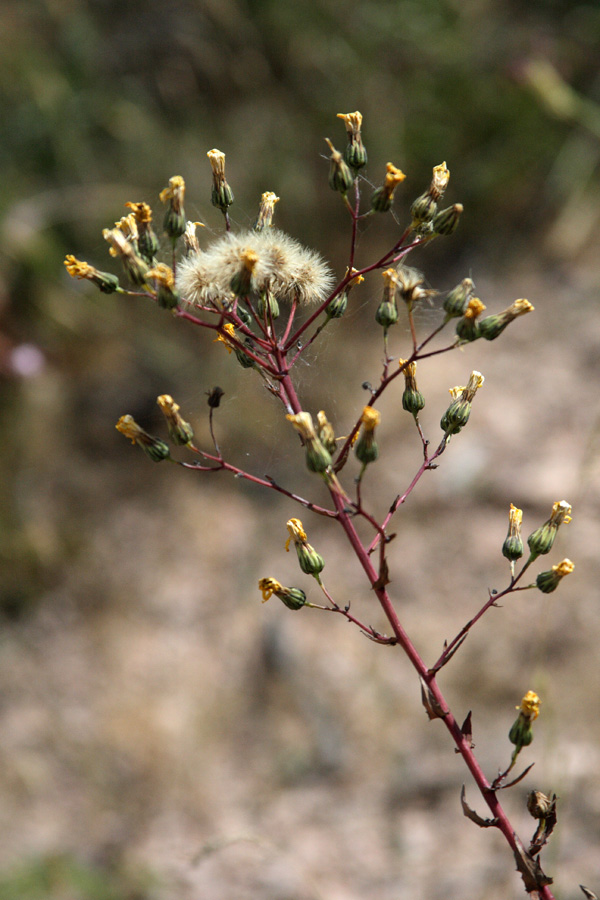 Изображение особи Hieracium virosum.