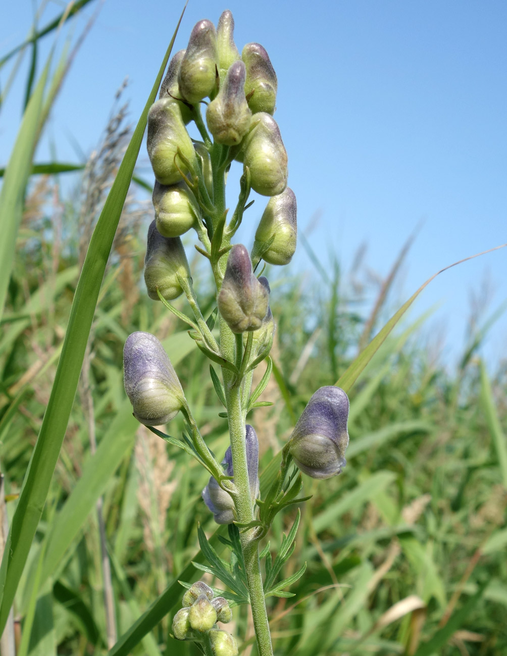 Image of Aconitum sachalinense specimen.