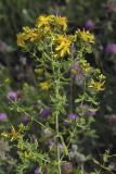 Hypericum perforatum