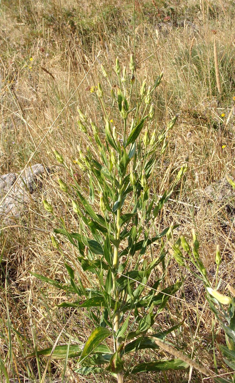 Image of Scorzonera latifolia specimen.