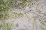 Cryptocarpus pyriformis