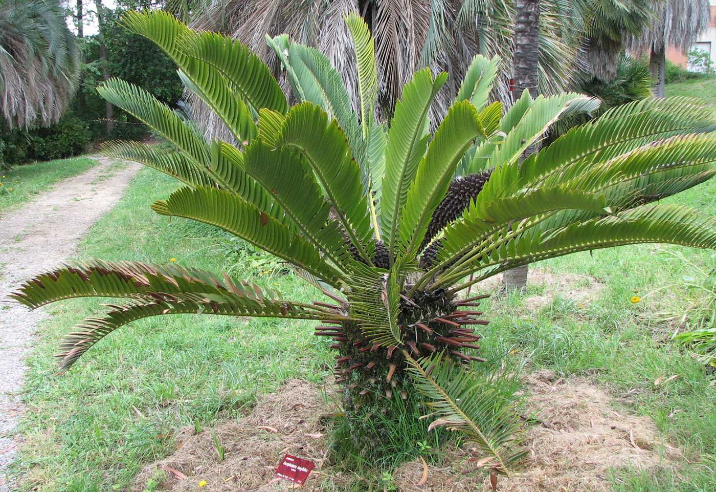 Изображение особи Encephalartos longifolius.