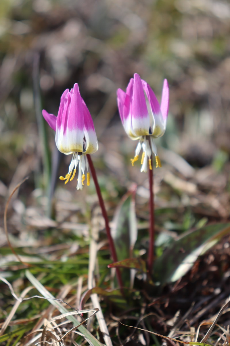 Image of Erythronium sibiricum specimen.