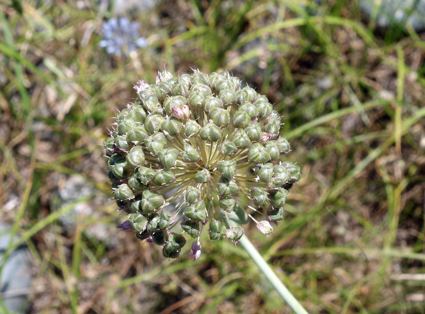 Image of Allium caeruleum specimen.