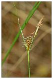 Carex lasiocarpa. Соцветие. Республика Татарстан, Агрызский р-н. 23.06.2010.