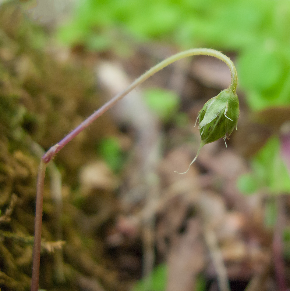 Изображение особи Oxalis acetosella.