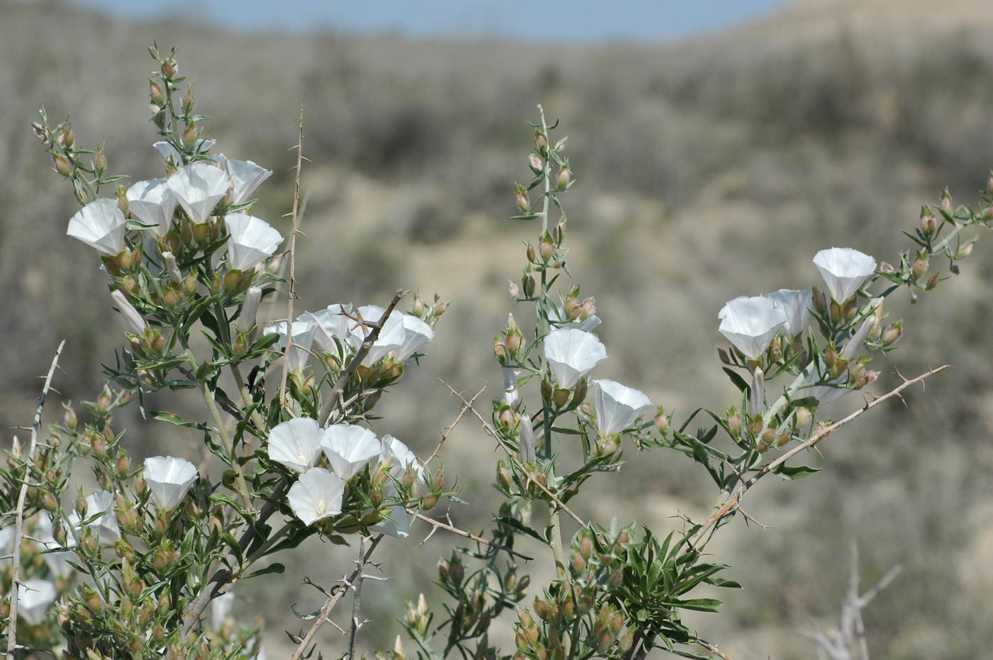 Изображение особи Convolvulus fruticosus.