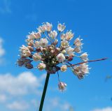 Allium pallens ssp. coppoleri