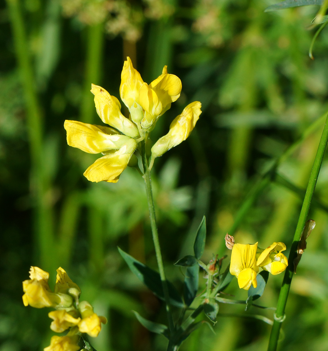 Image of Lathyrus pratensis specimen.