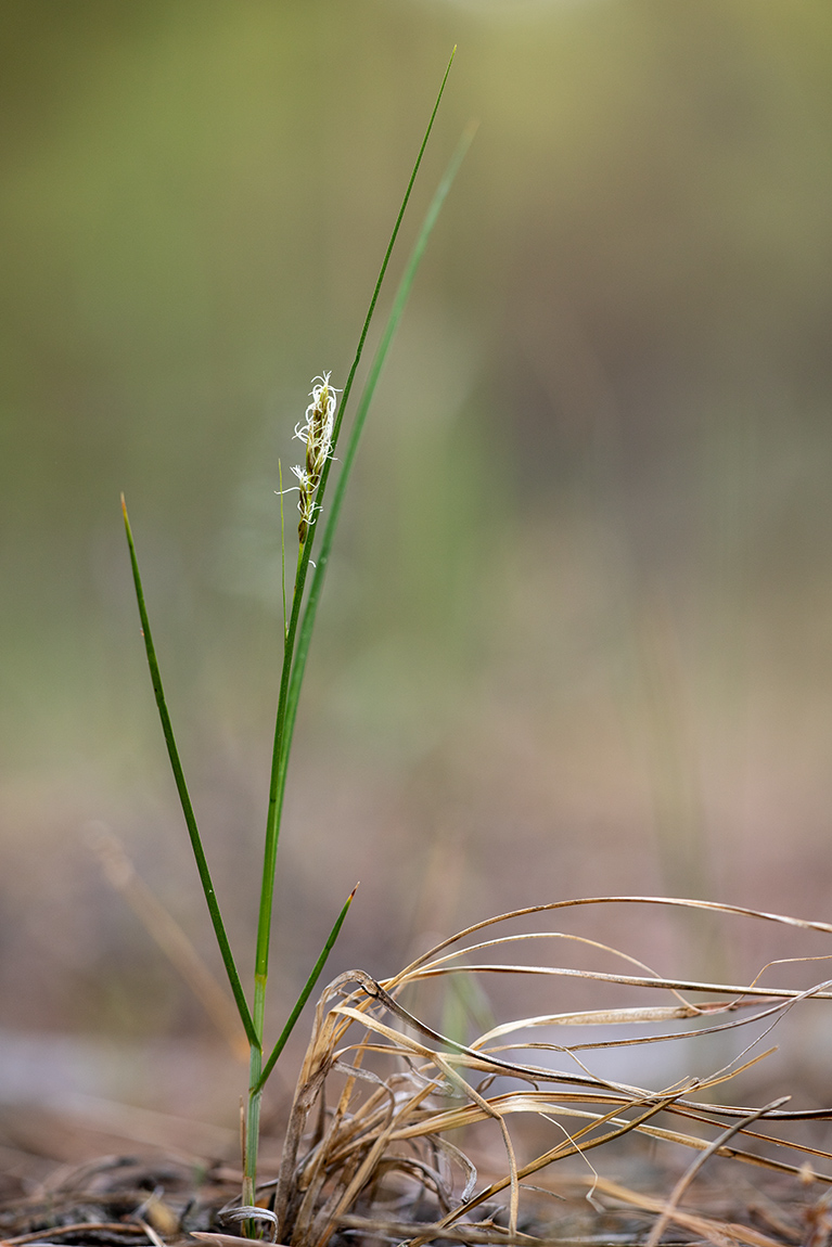 Изображение особи Carex praecox.