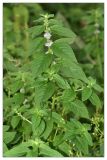 Mentha arvensis