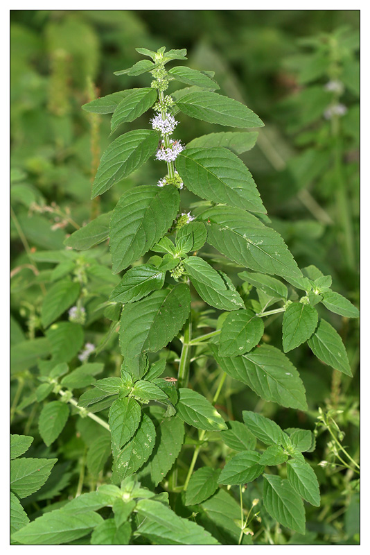 Изображение особи Mentha arvensis.