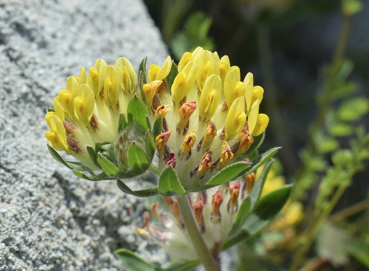 Image of Anthyllis vulneraria ssp. sampaioana specimen.