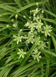 Zigadenus elegans