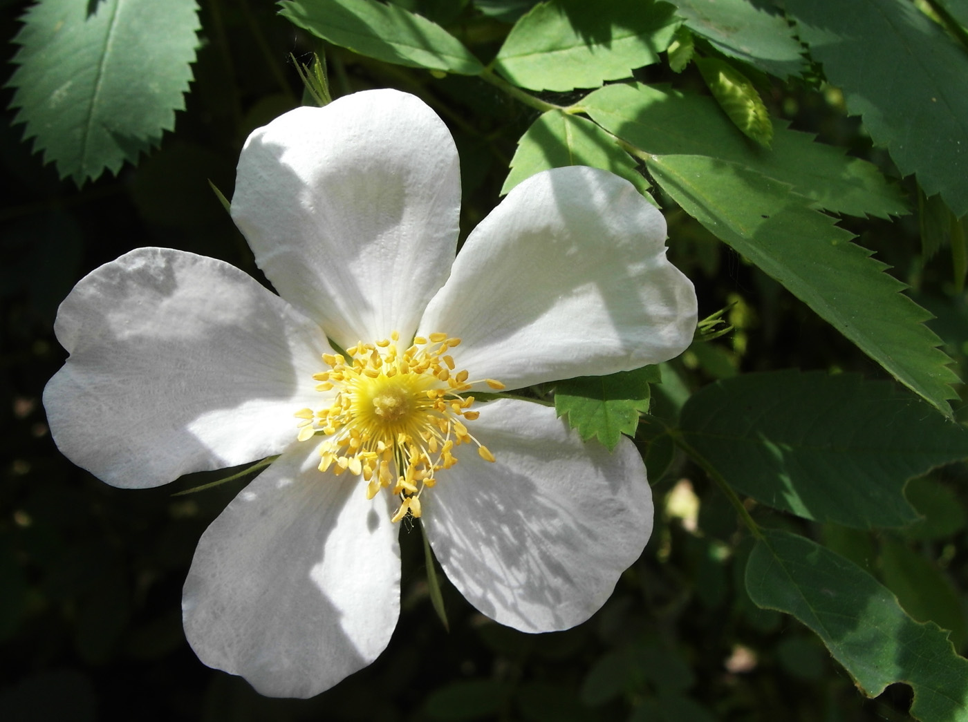 Изображение особи Rosa beggeriana.