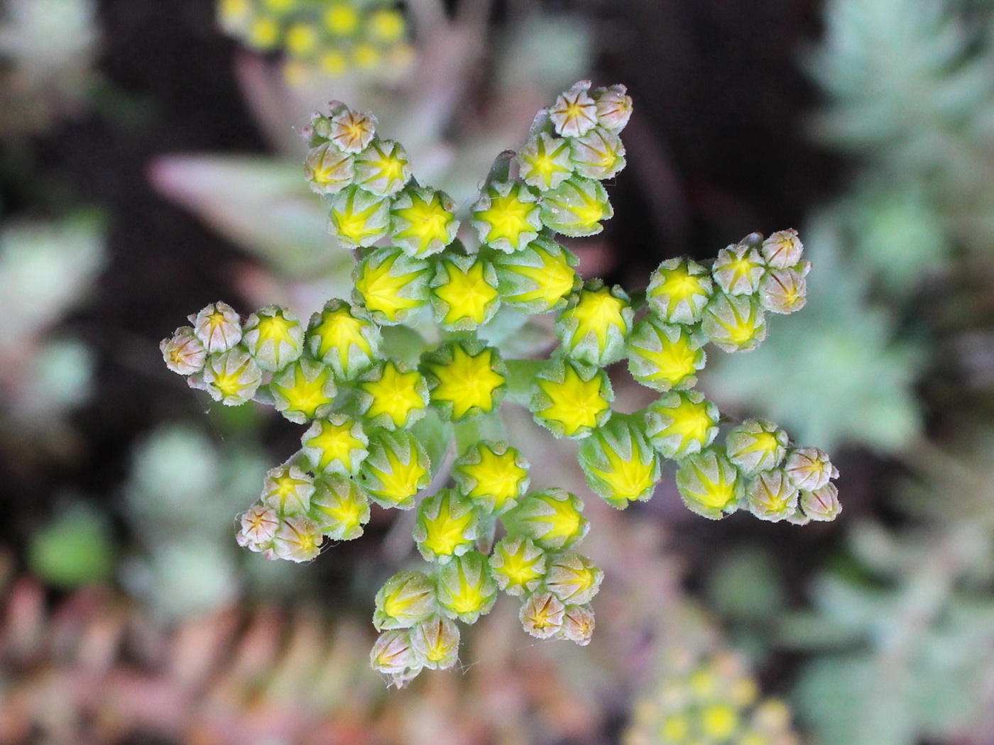 Image of Sedum reflexum specimen.