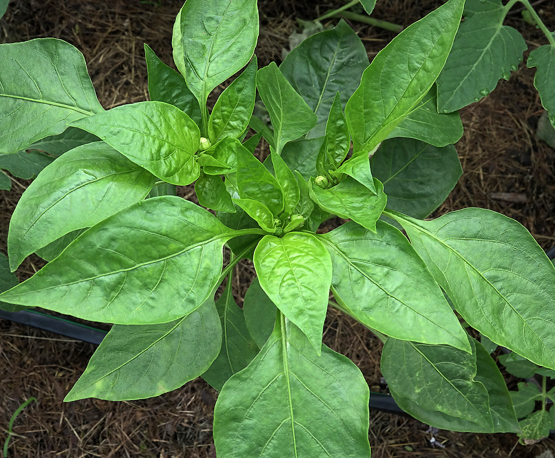 Image of Capsicum annuum specimen.