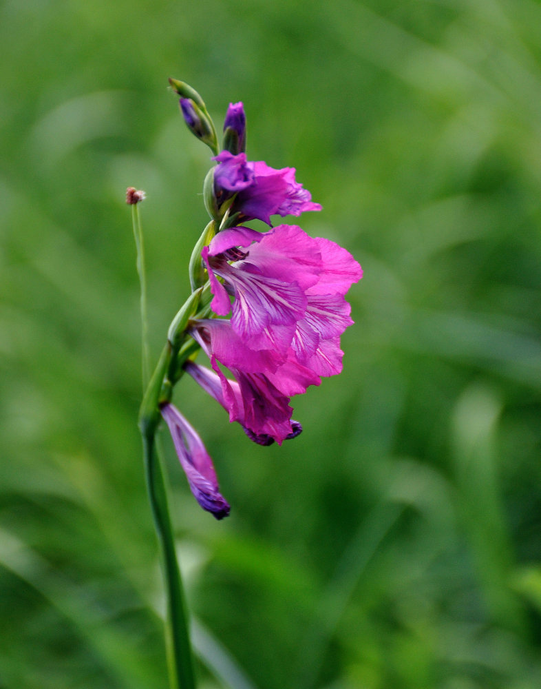 Изображение особи Gladiolus imbricatus.