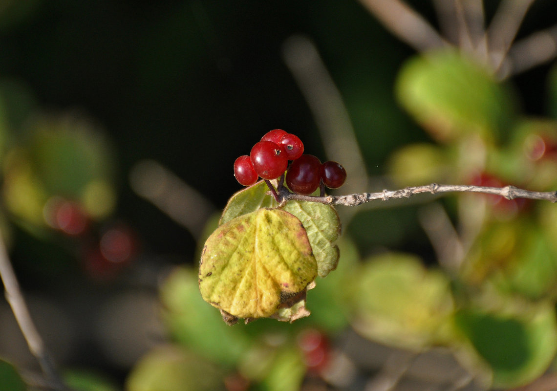 Изображение особи Lonicera xylosteum.