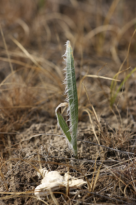 Image of Scorzonera circumflexa specimen.