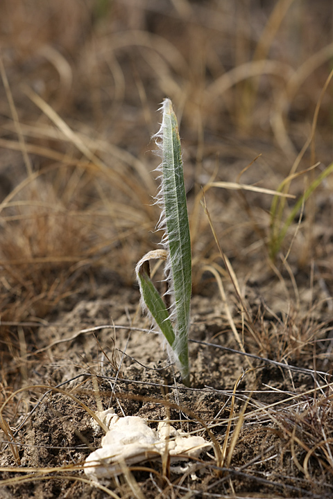 Изображение особи Scorzonera circumflexa.