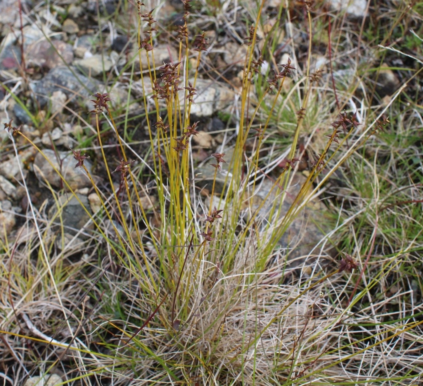 Image of Carex redowskiana specimen.