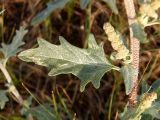 Atriplex tatarica. Часть побега. Украина, Запорожская обл., Гуляйпольский р-н, г. Гуляйполе, берег р. Гайчур, луговая степь. 21.08.2020.