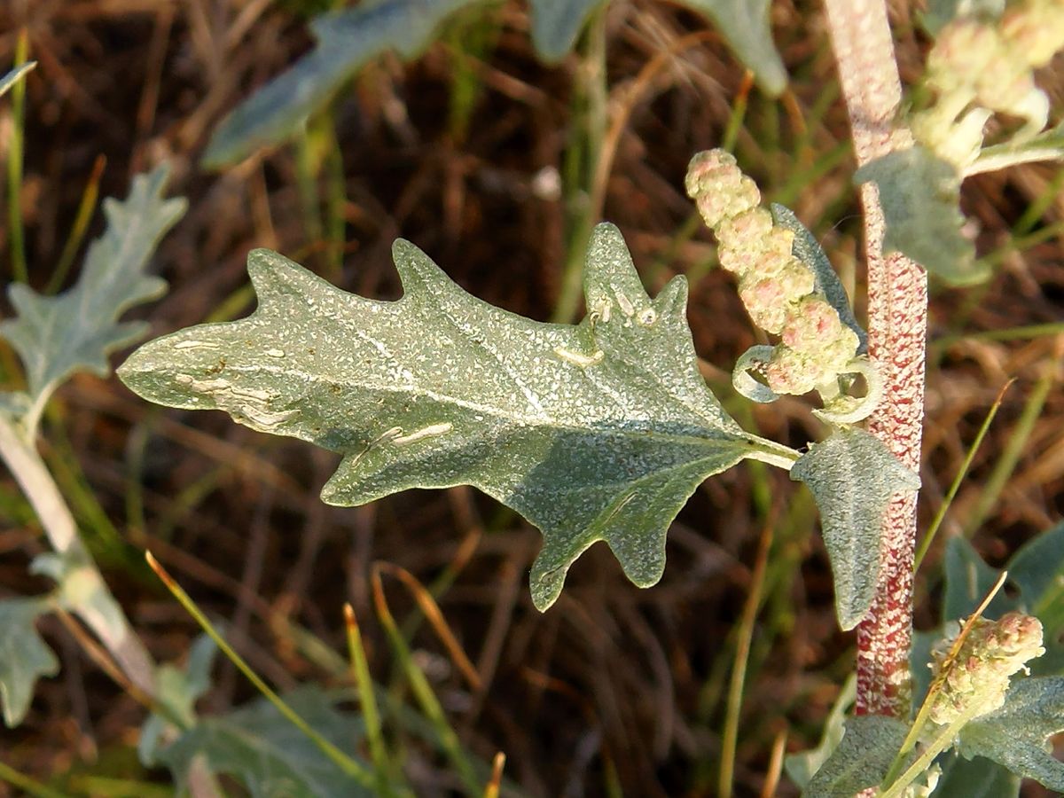 Изображение особи Atriplex tatarica.