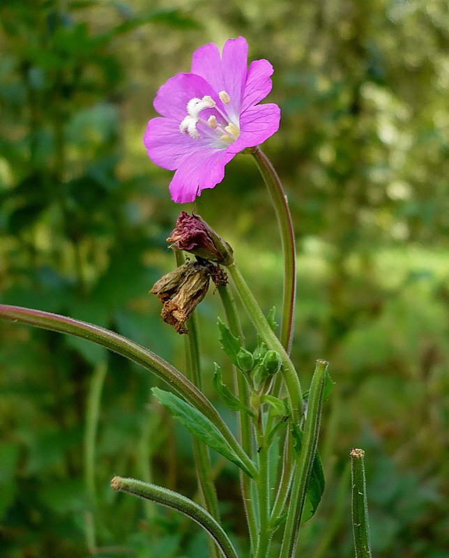 Image of Epilobium hirsutum specimen.