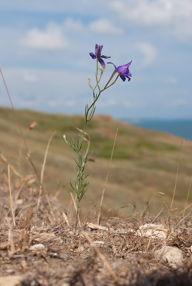 Изображение особи Delphinium paniculatum.