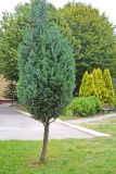 Chamaecyparis lawsoniana