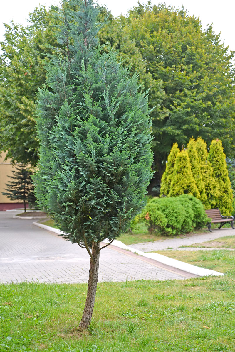 Image of Chamaecyparis lawsoniana specimen.