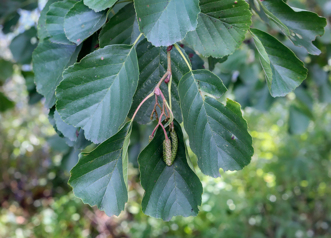 Изображение особи Alnus glutinosa.