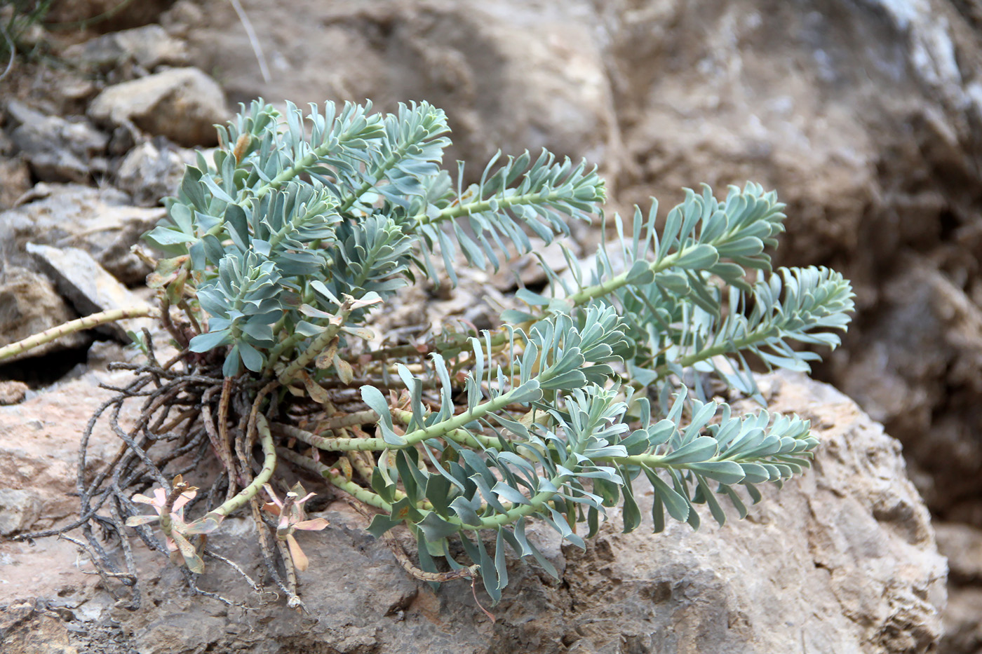 Изображение особи Euphorbia spinidens.