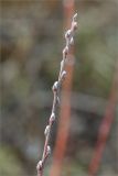 род Salix