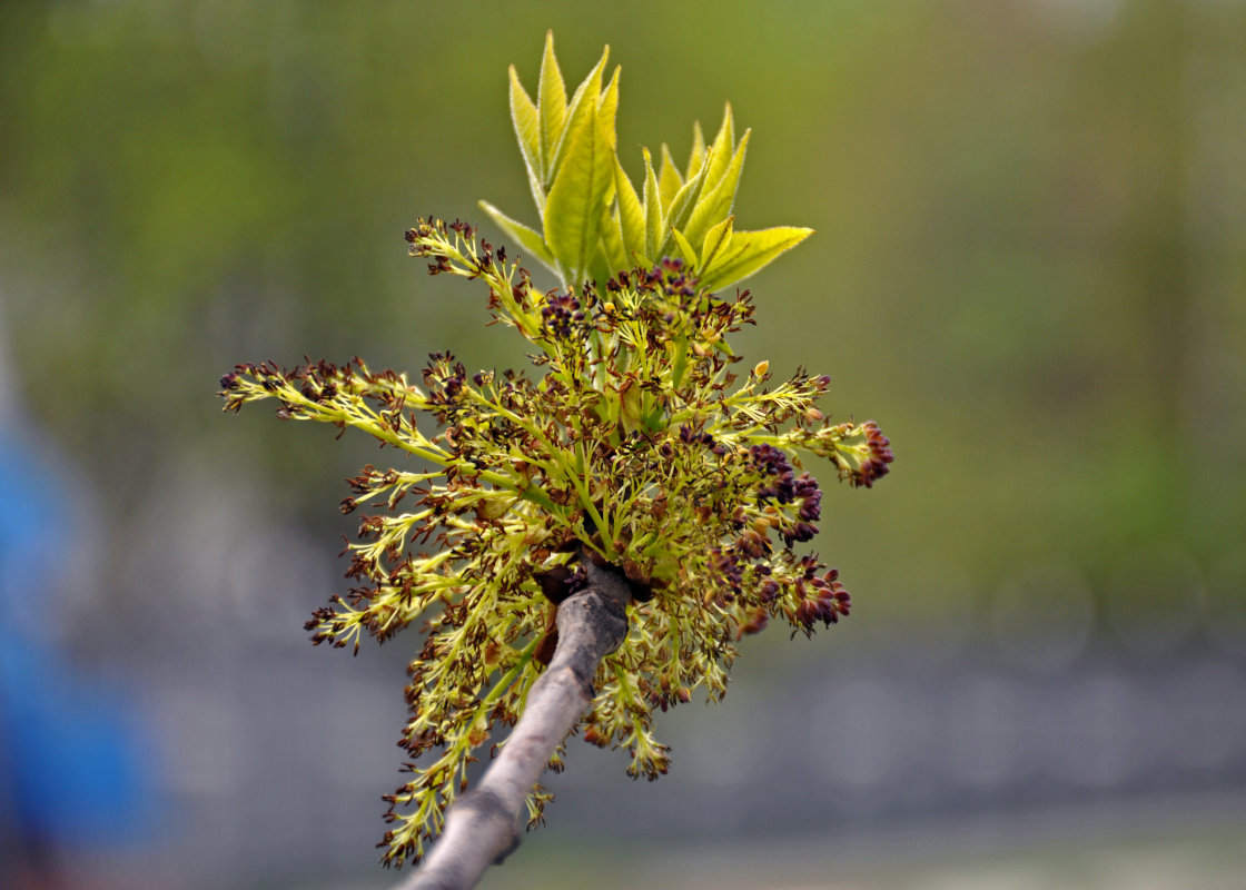 Изображение особи род Fraxinus.