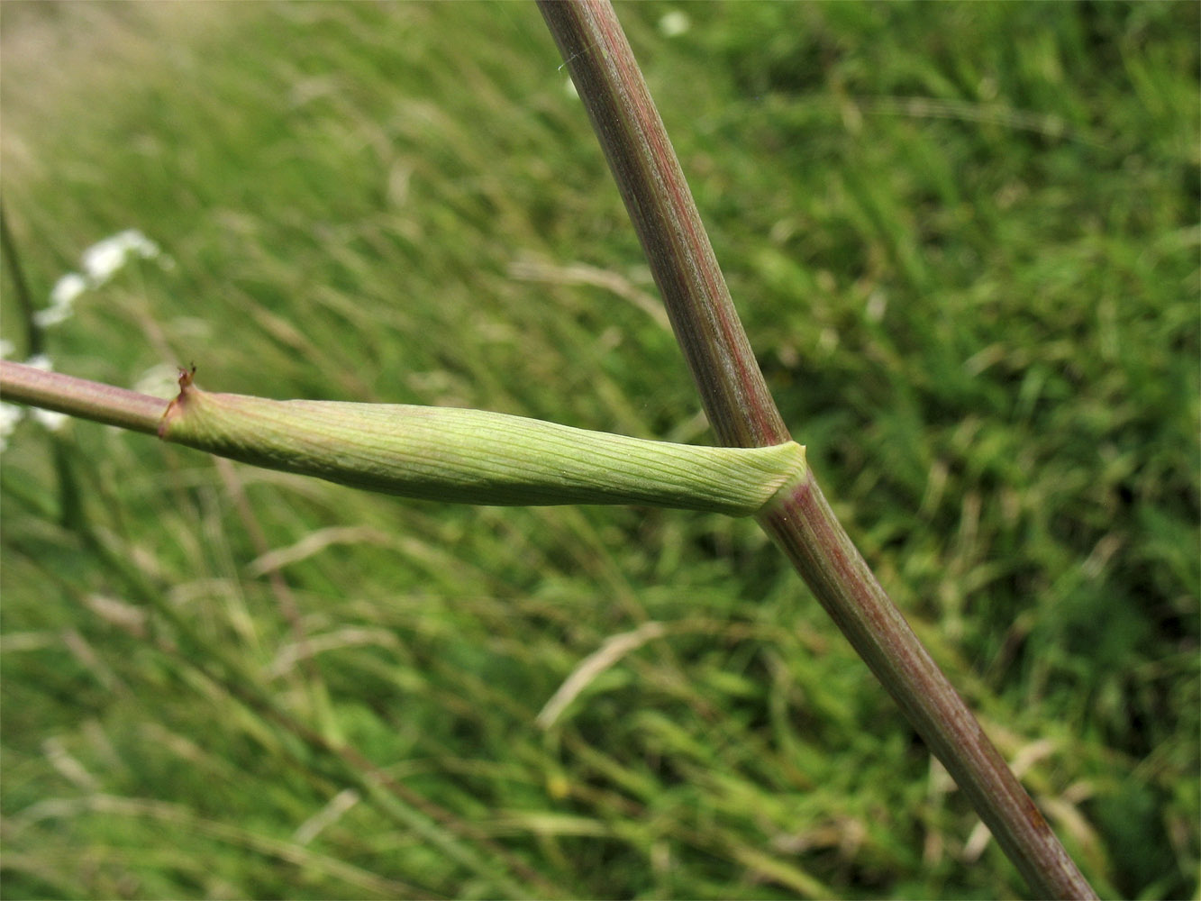 Image of Cervaria rivinii specimen.