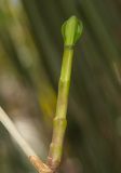 genus Epidendrum