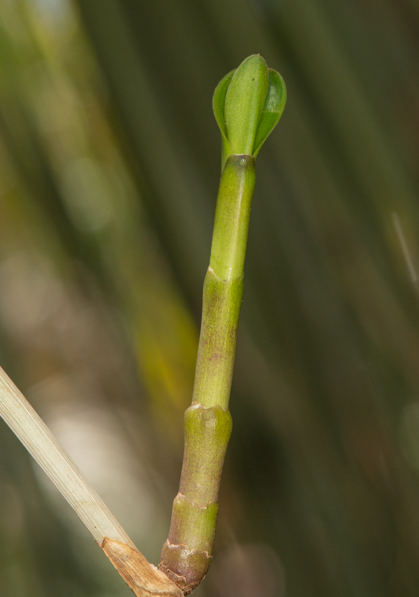 Изображение особи род Epidendrum.